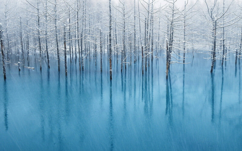 Snow-covered Trees in Water — Blue, Serene, Winter, Photograph, Snow