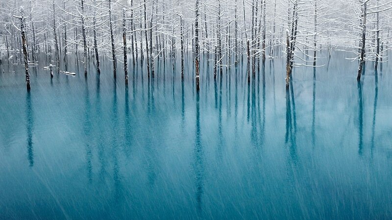 Snow-covered Trees in Water — Blue, Serene, Winter, Photograph, Snow, White, Black