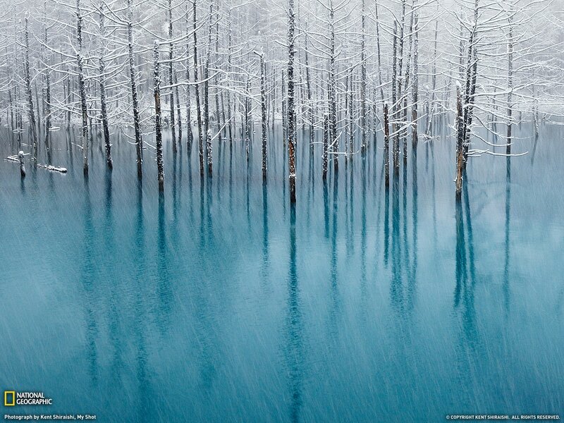 Snow-covered Trees in Water — Blue, Serene, Winter, Photograph, Snow, White