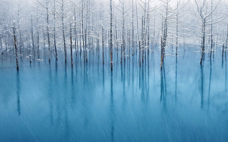 Snow-covered Trees in Water — Blue