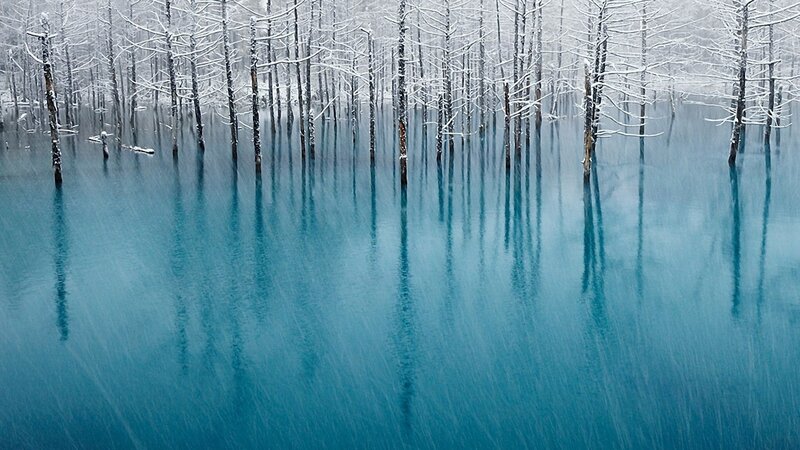 Snow-covered Trees in Water — Photograph