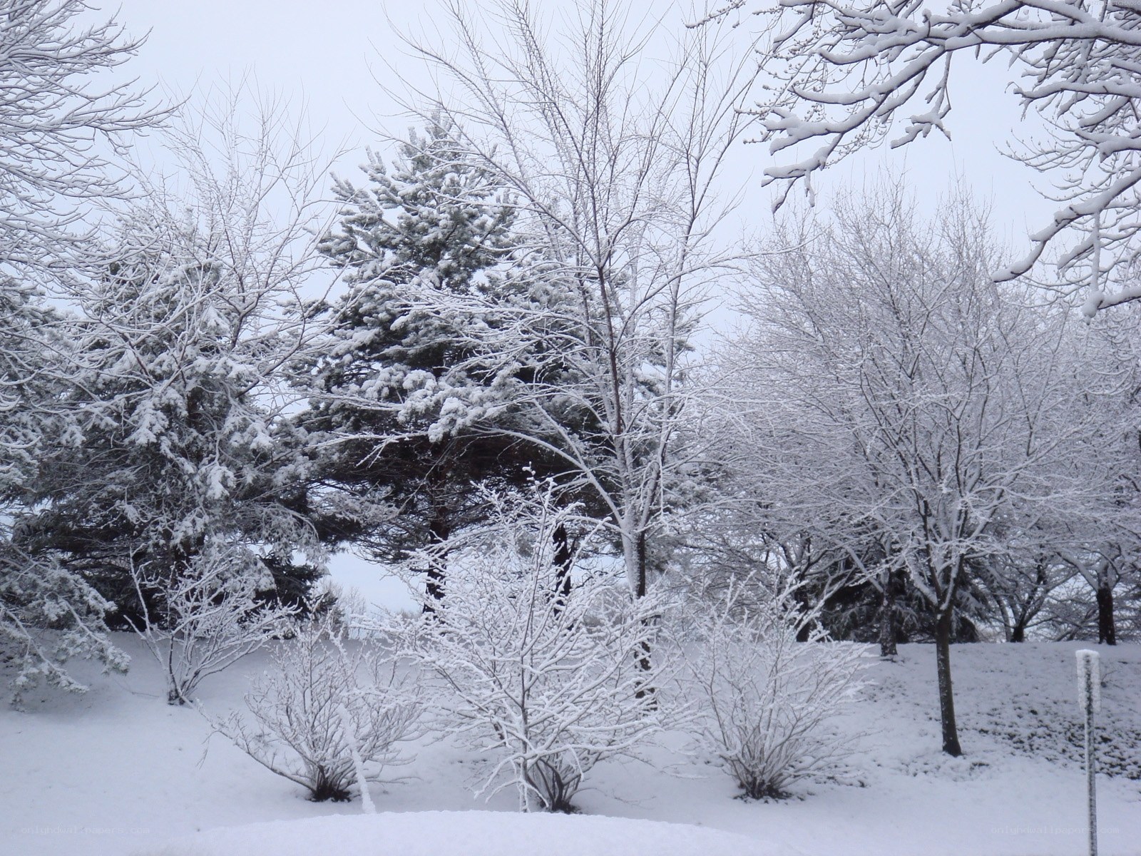 Snow-covered trees in winter