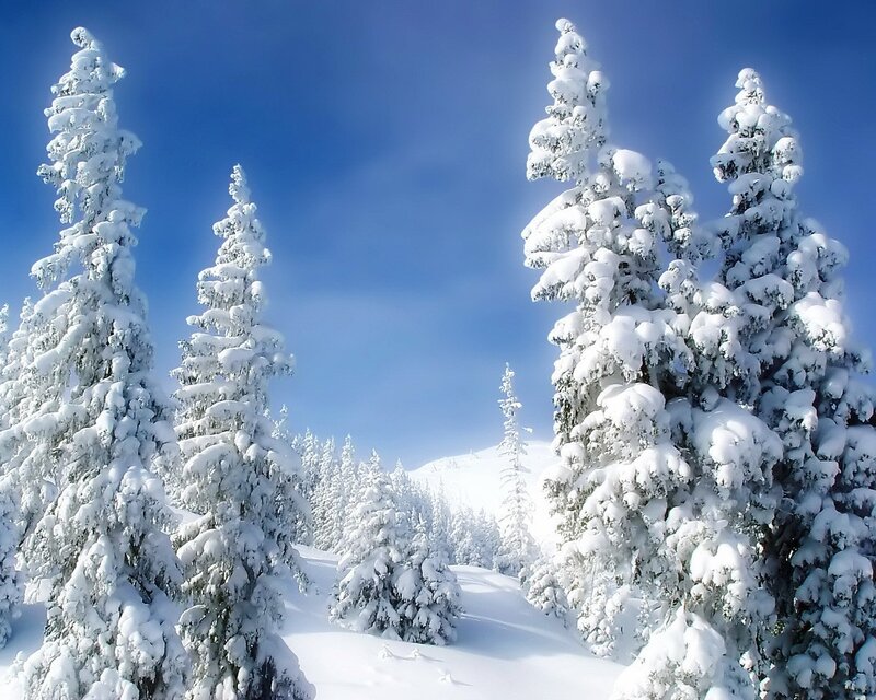 Snow-covered trees in winter