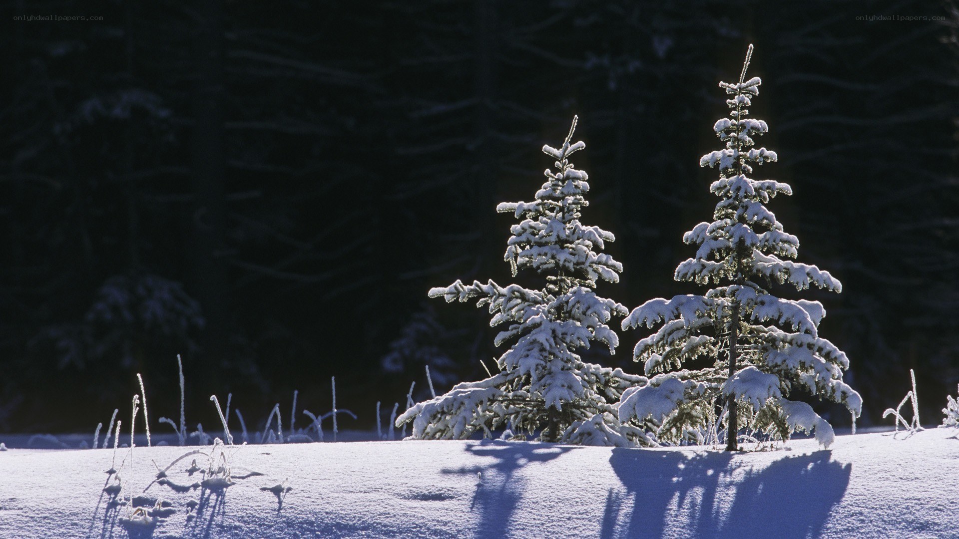 Snow-covered trees in winter