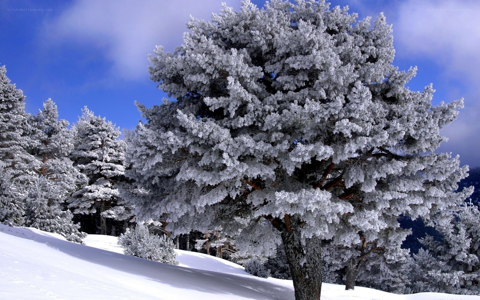 Snow-covered trees in winter