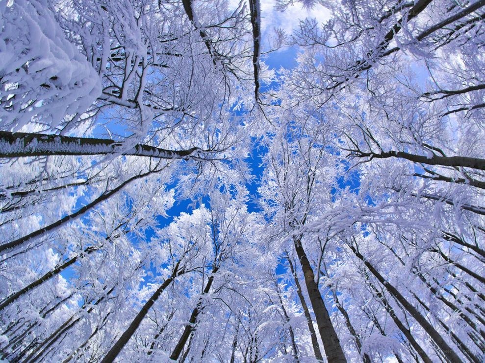 Snow-covered trees in winter