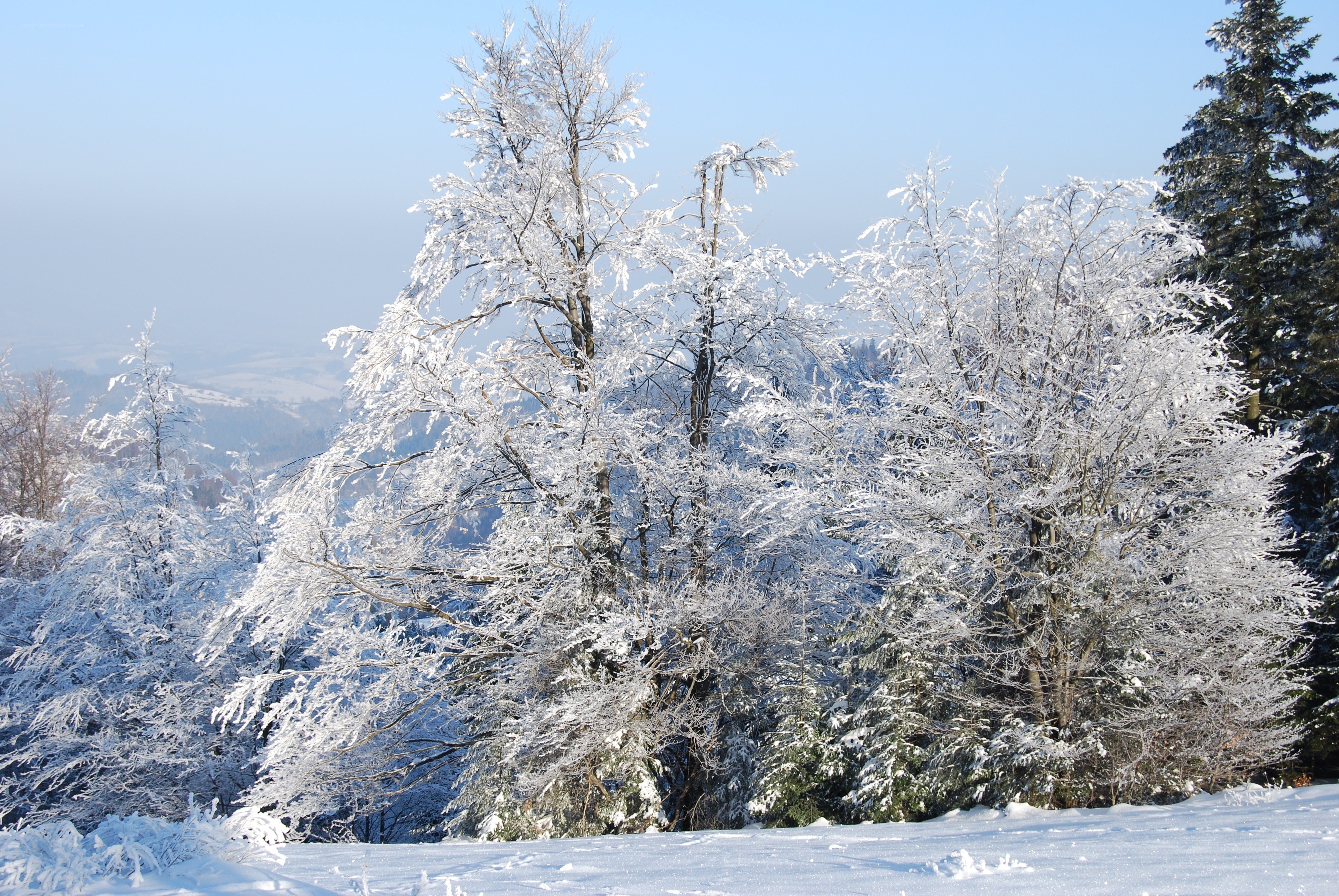 Snow-covered trees in winter