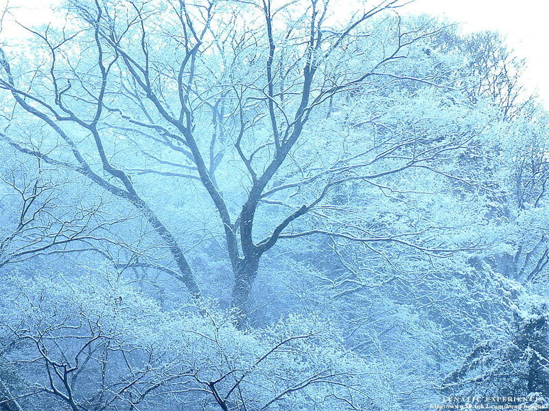 Snow-covered trees in winter