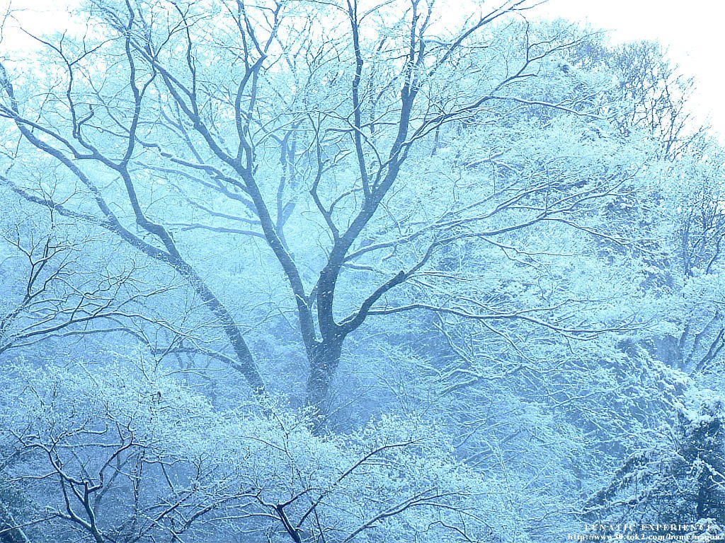 Snow-covered trees in winter