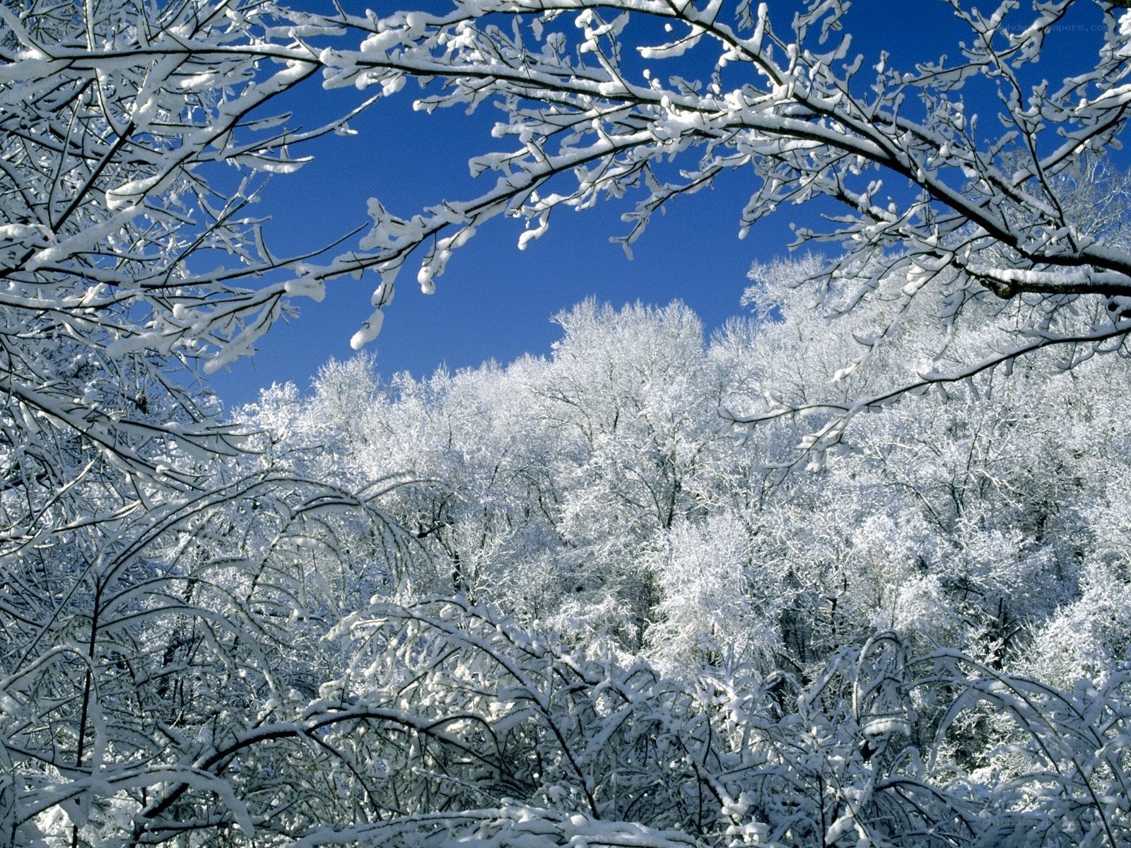 Snow-covered trees in winter