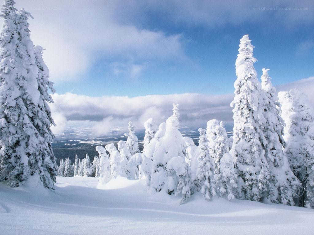 Snow-covered trees in winter
