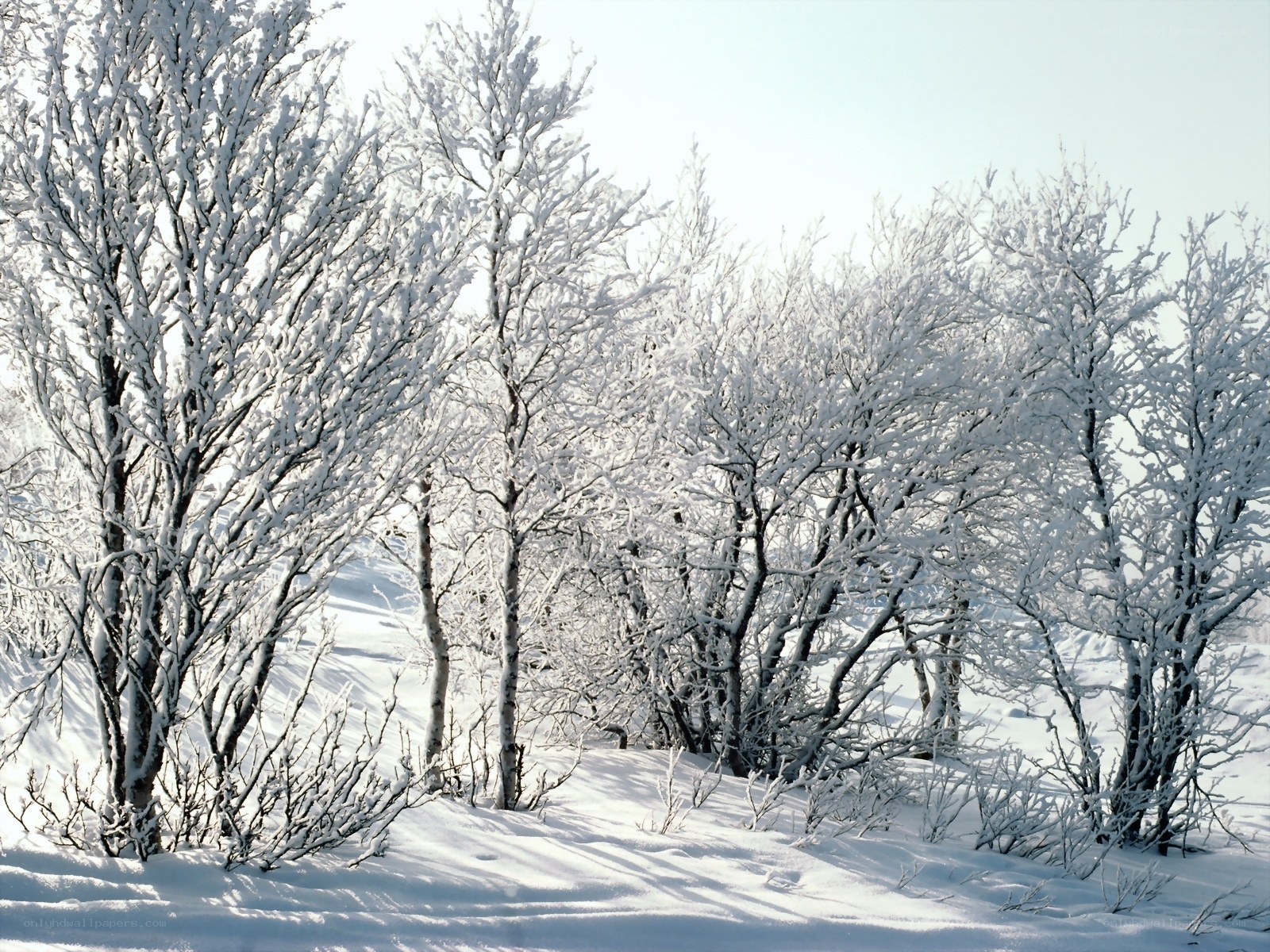 Snow-covered trees in winter