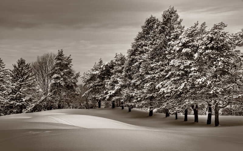 Snow-covered trees in winter