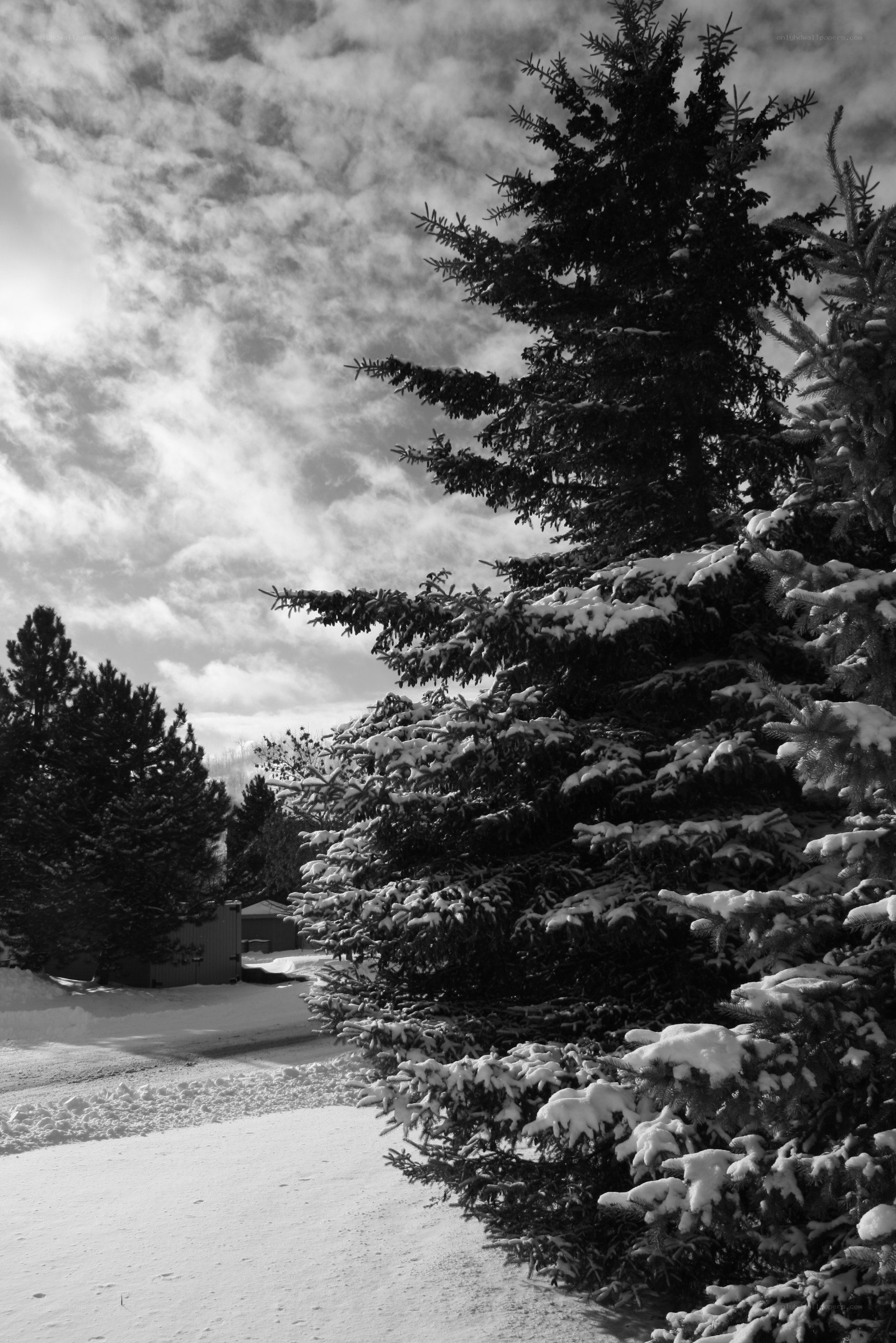 Snow-covered trees in winter