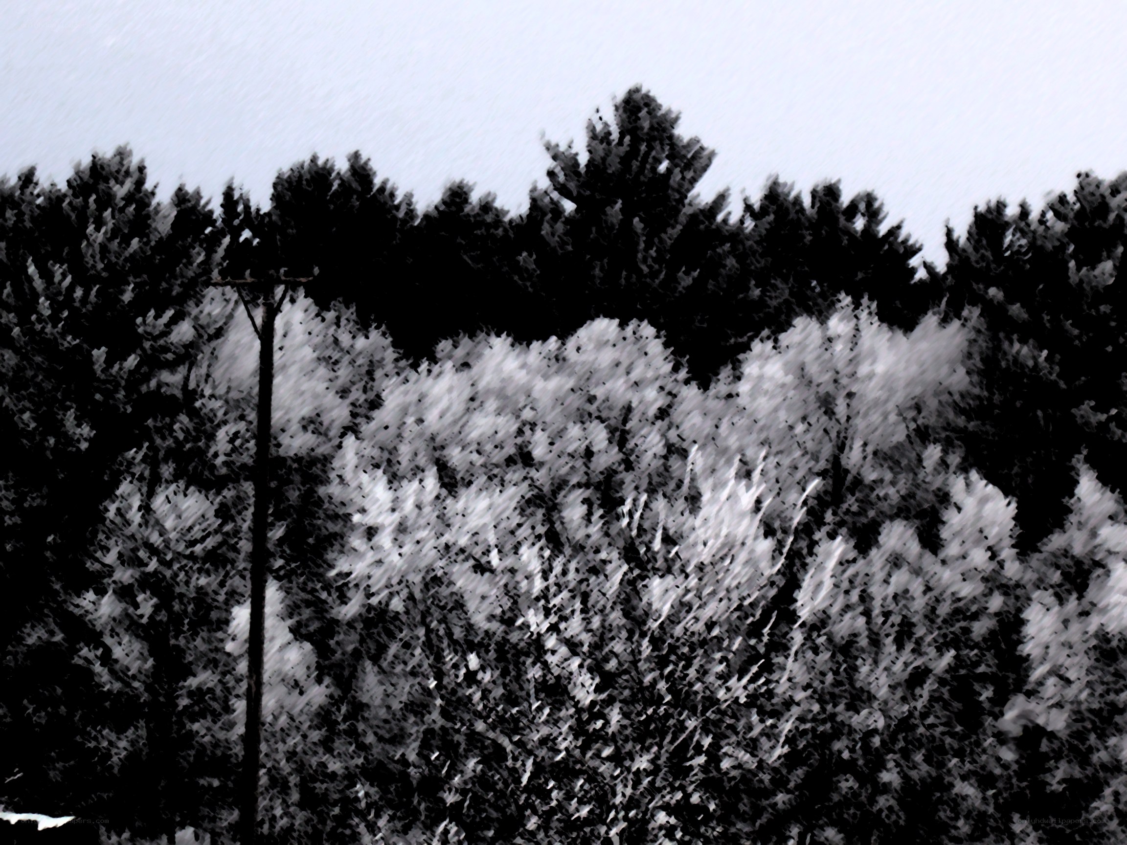 snow-covered trees in winter