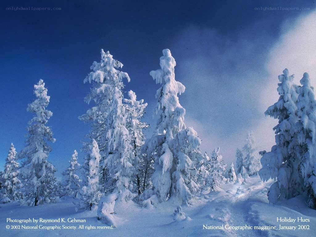 Snow-covered trees in winter