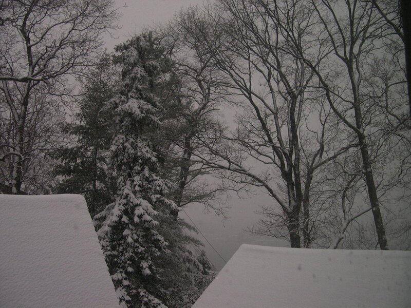 Snow-covered trees in winter