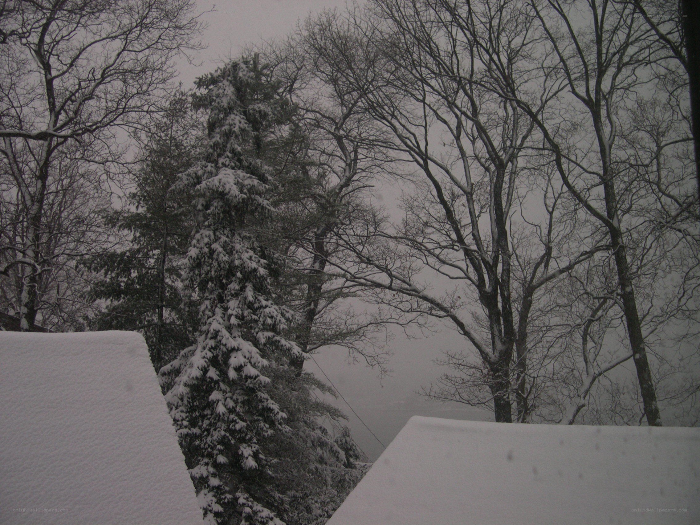 Snow-covered trees in winter