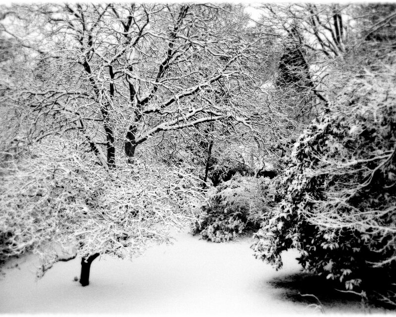 Snow-covered trees in winter
