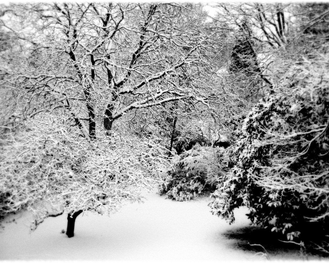 Snow-covered trees in winter