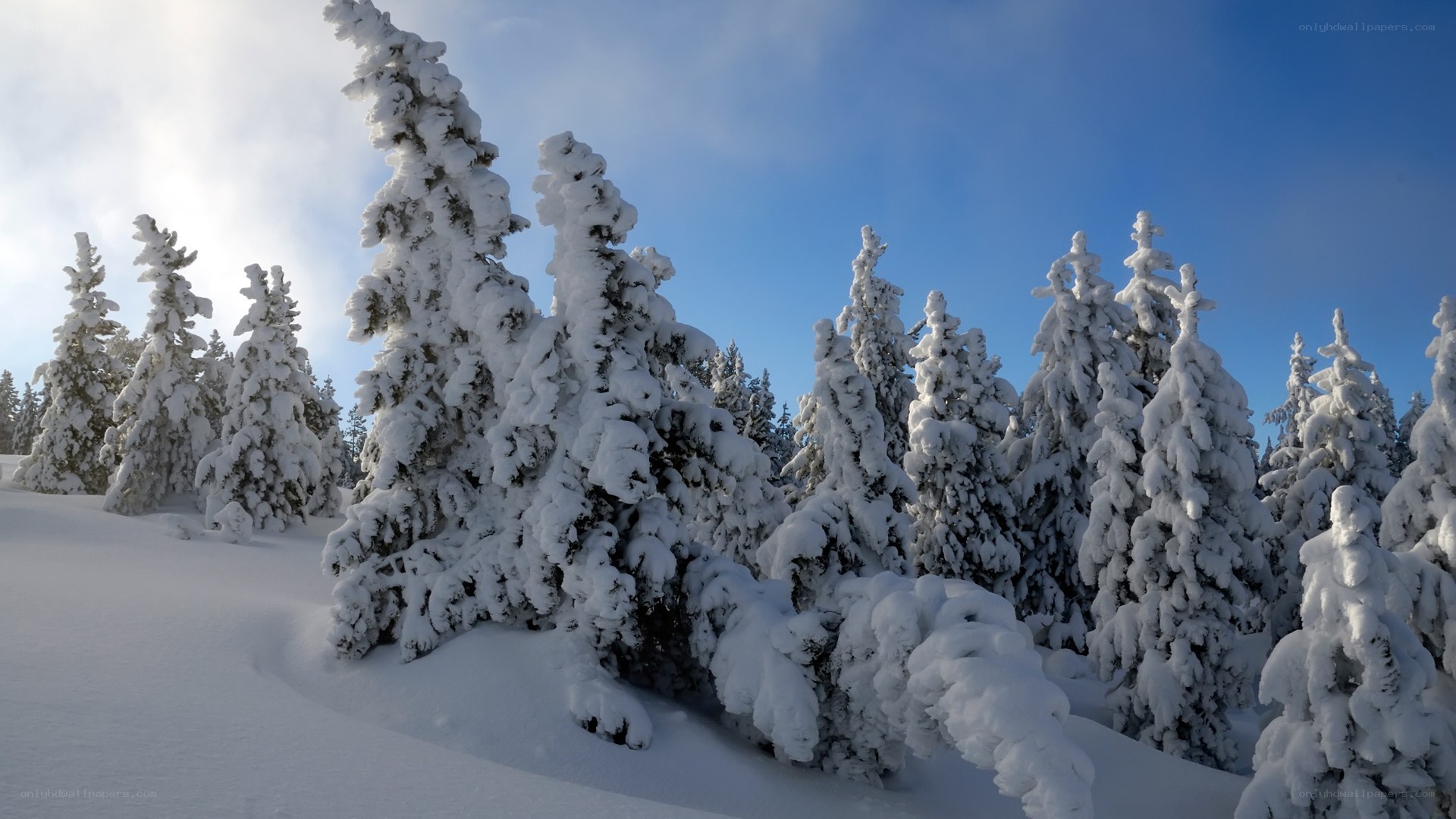 Snow-covered trees in winter