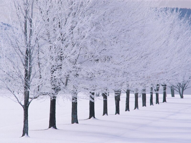 snow-covered trees in winter