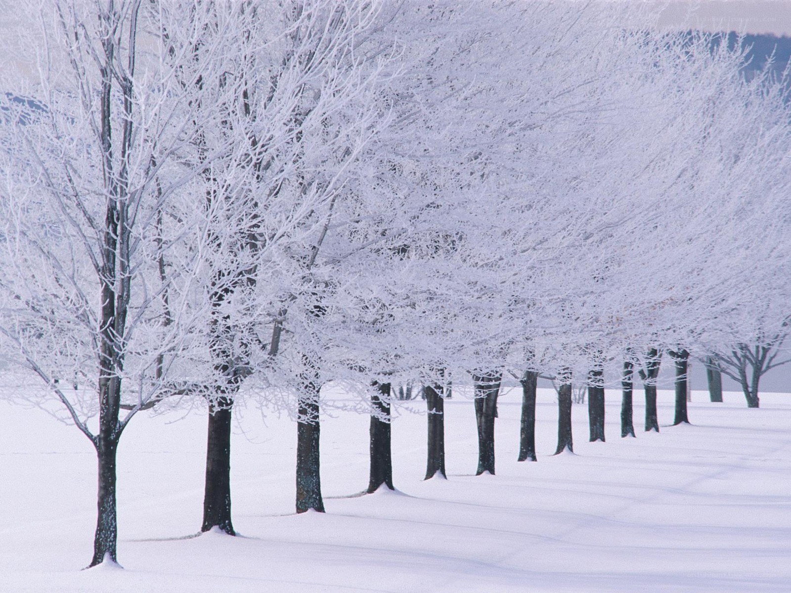snow-covered trees in winter