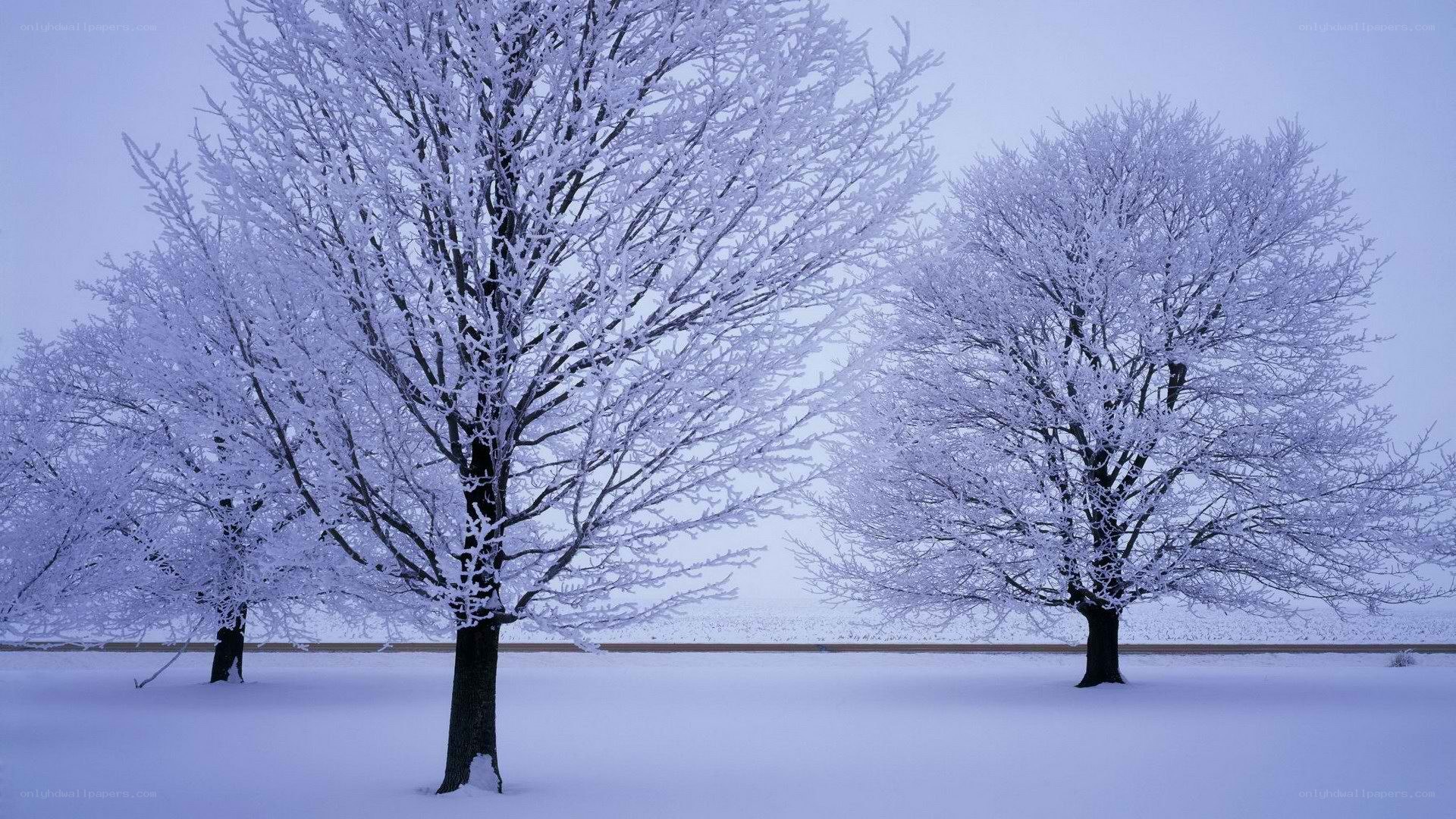 Snow-covered trees in winter