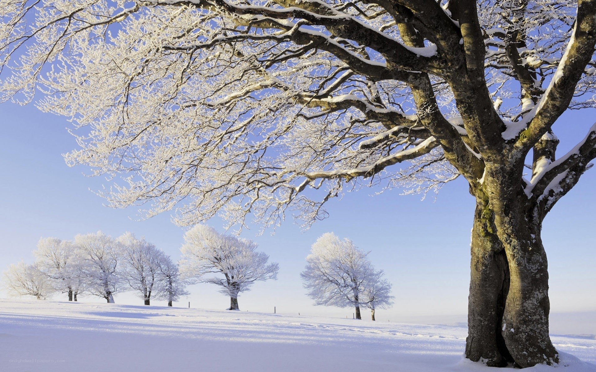 Snow-covered trees in winter