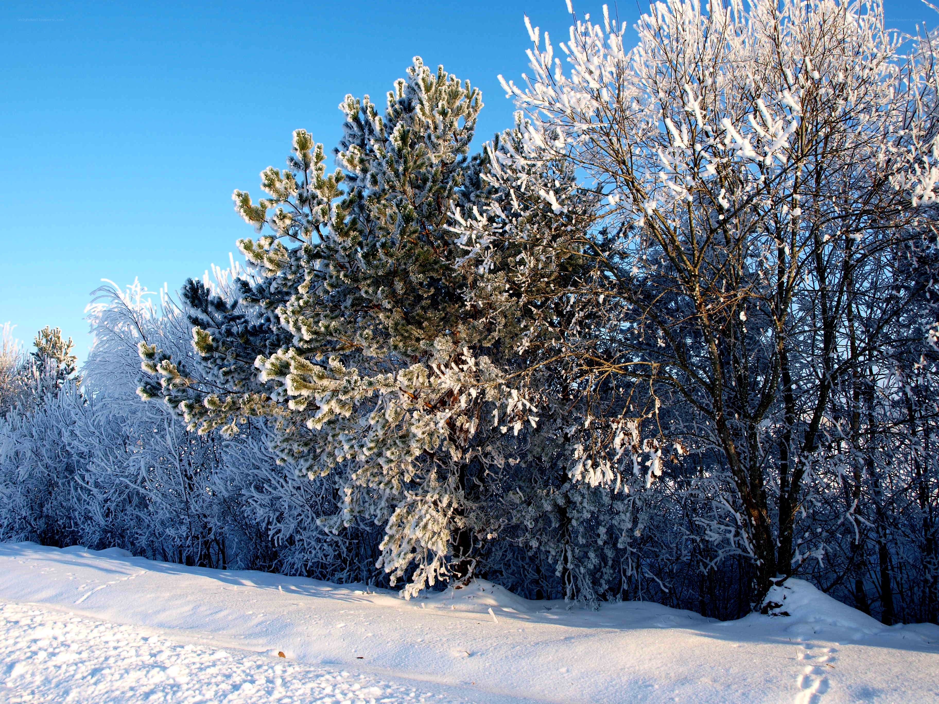 Snow-covered trees in winter