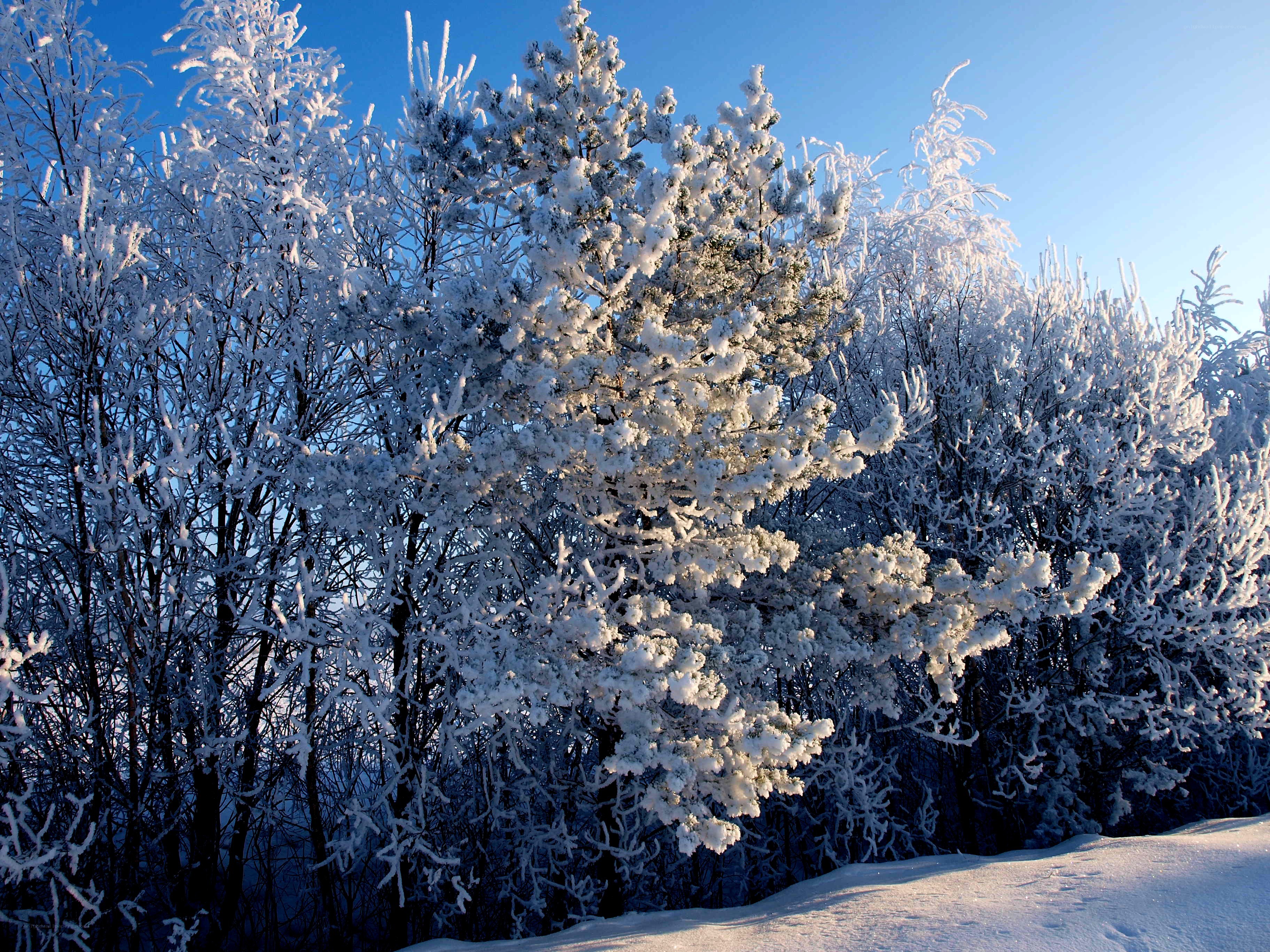 Snow-covered trees in winter