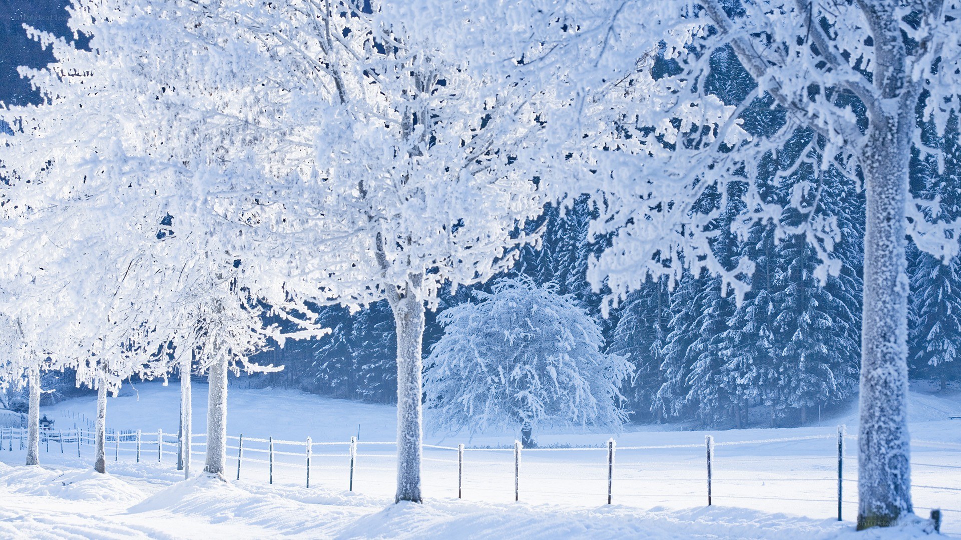 Snow-covered trees in winter