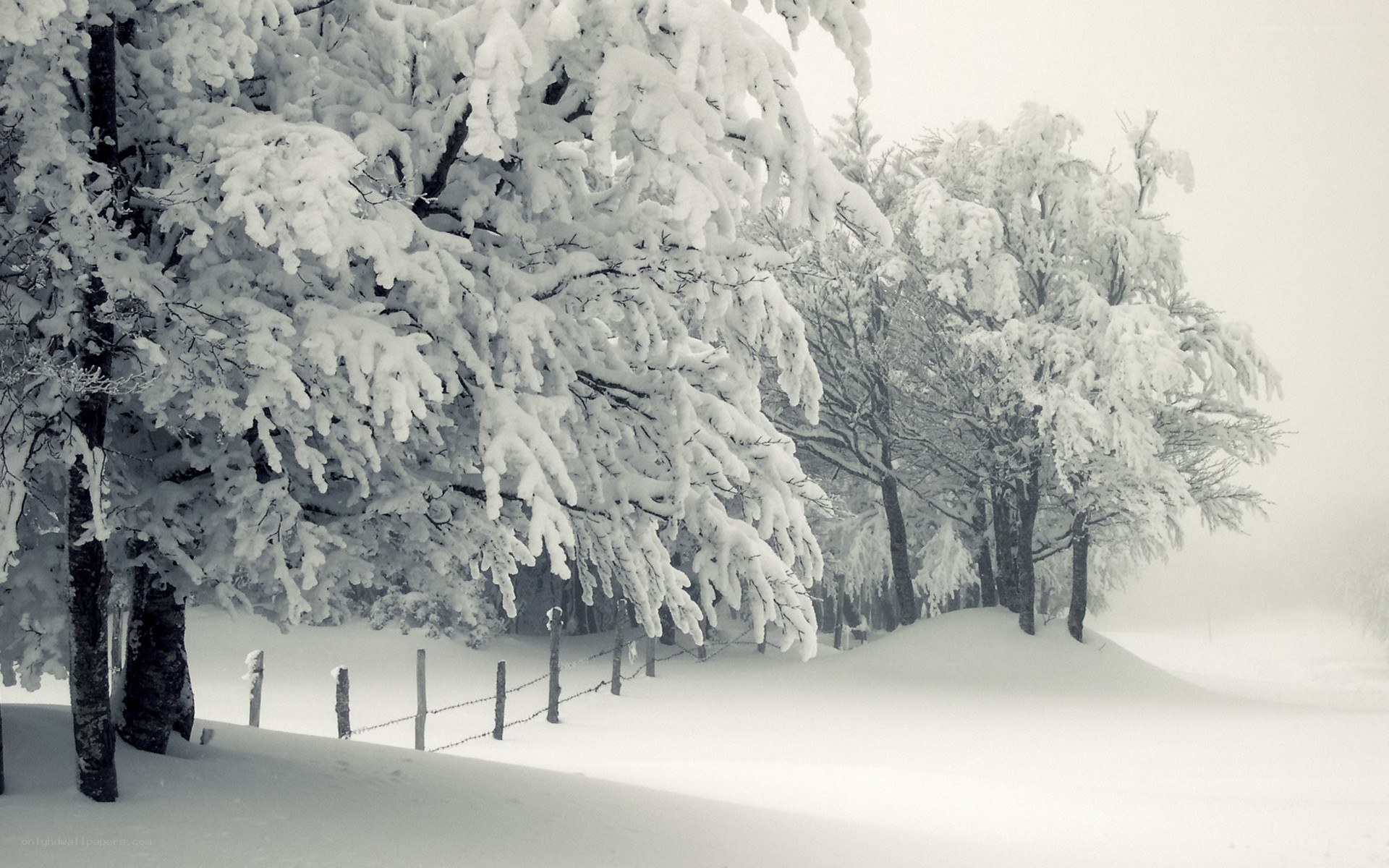 Snow-covered trees in winter