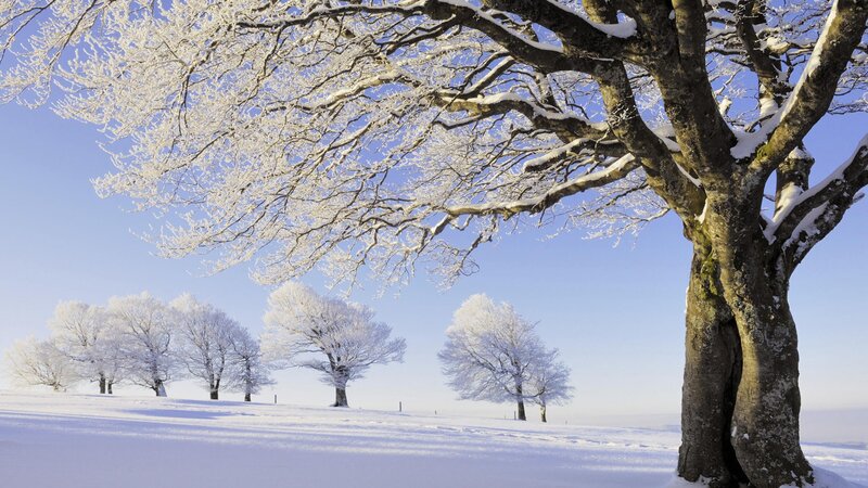 Snow-covered trees in winter