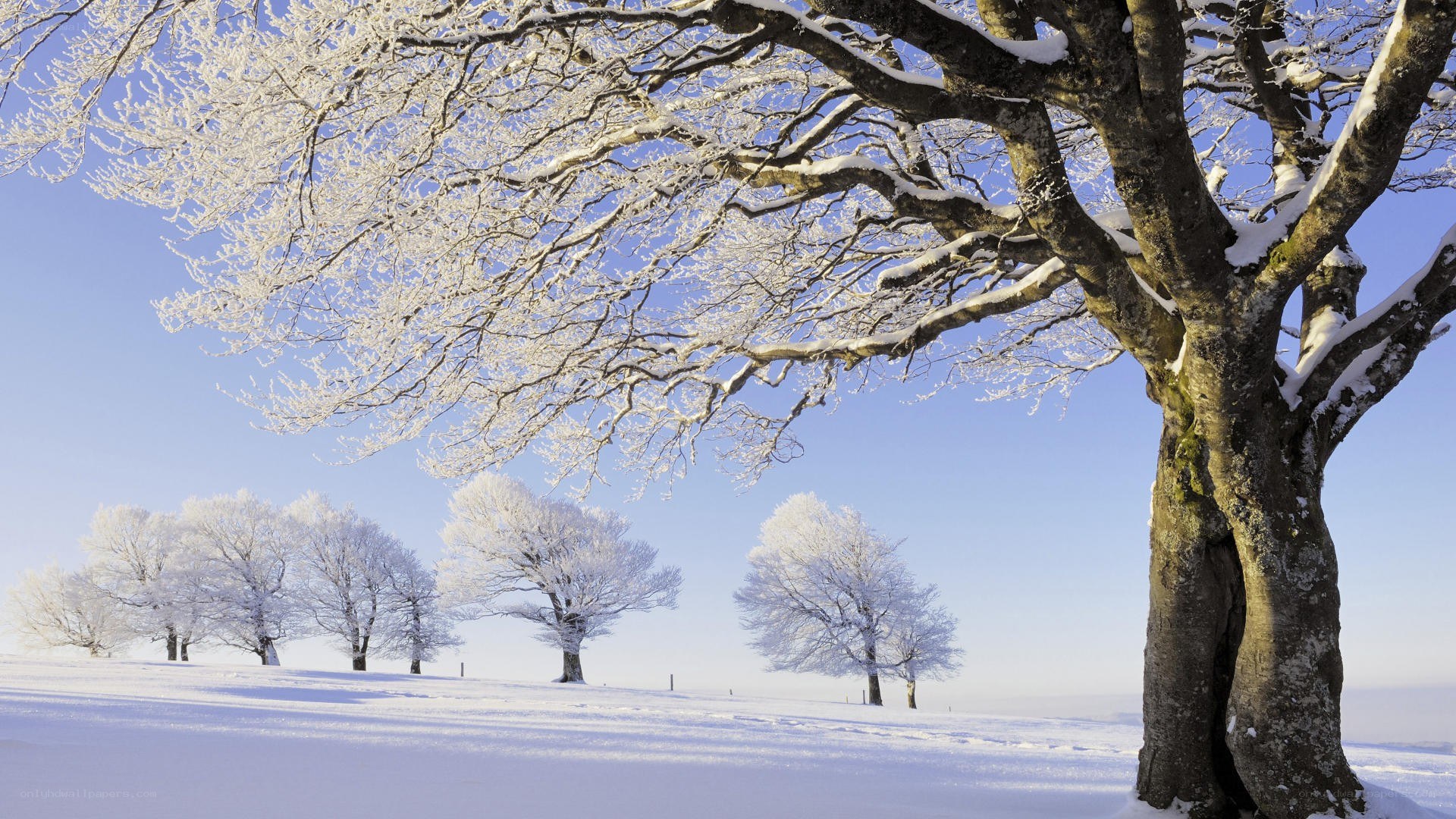 Snow-covered trees in winter