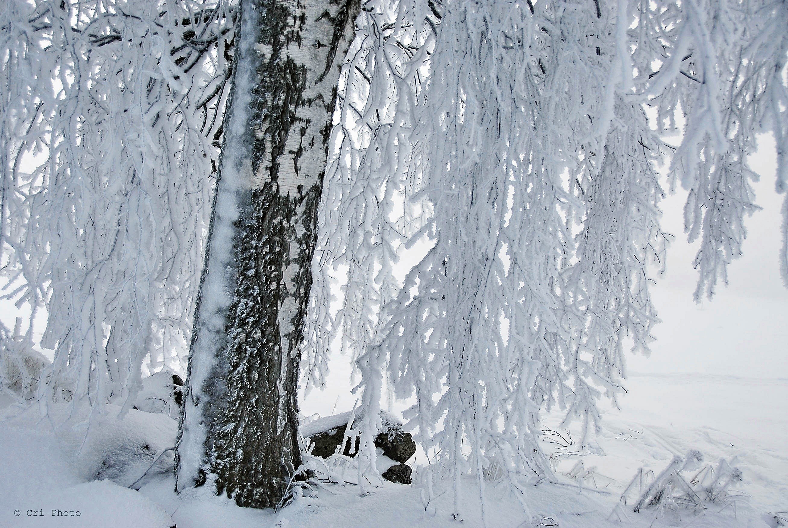 Snow-covered trees in winter