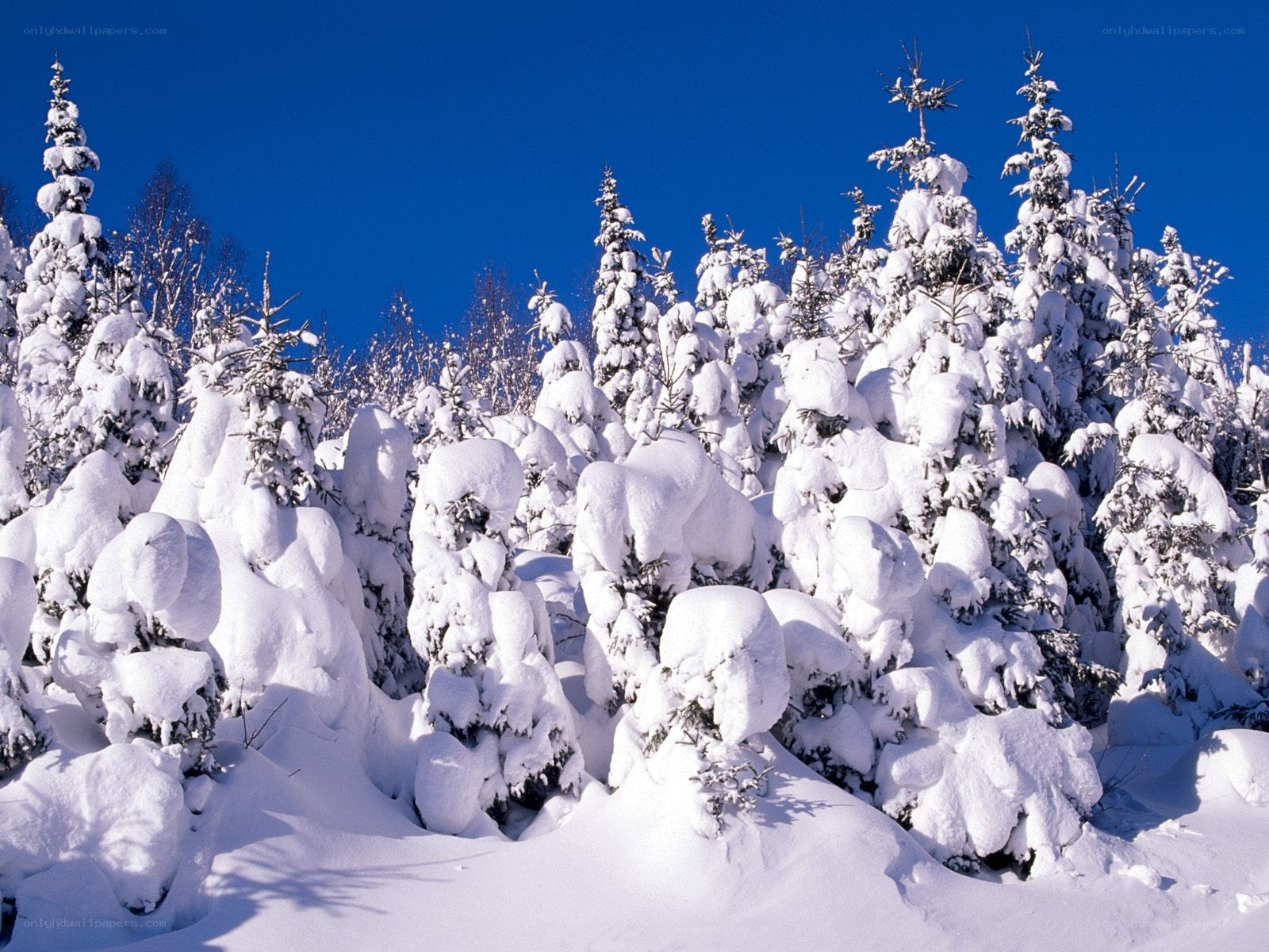 Snow-covered trees in winter