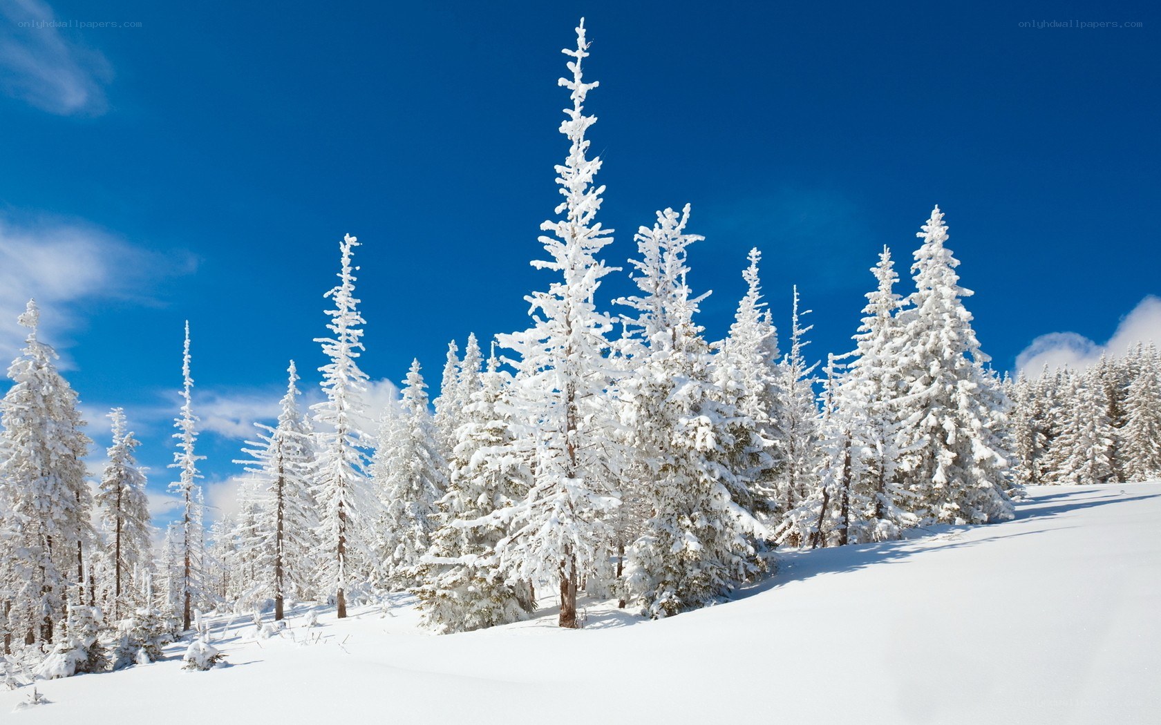 Snow-covered trees in winter