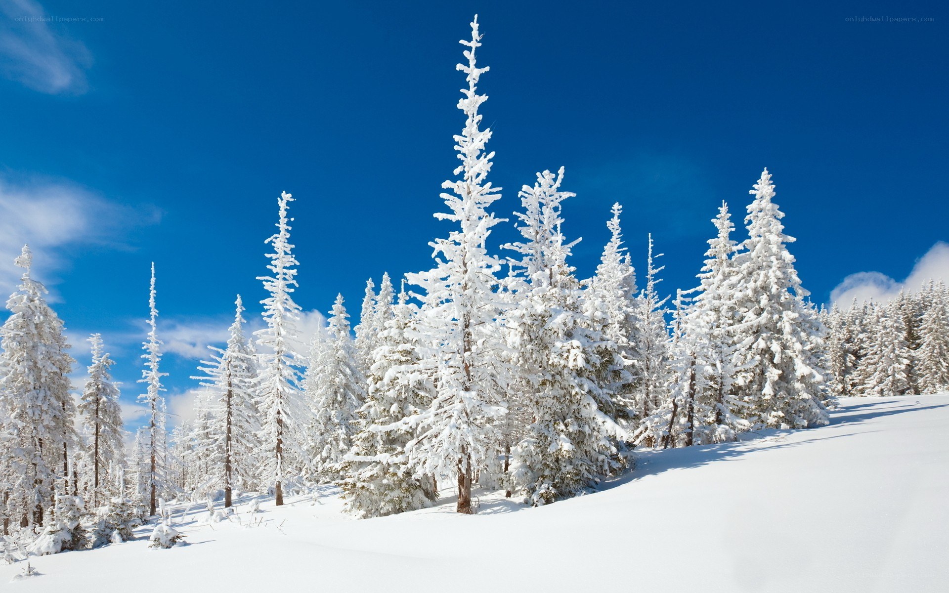 Snow-covered trees in winter