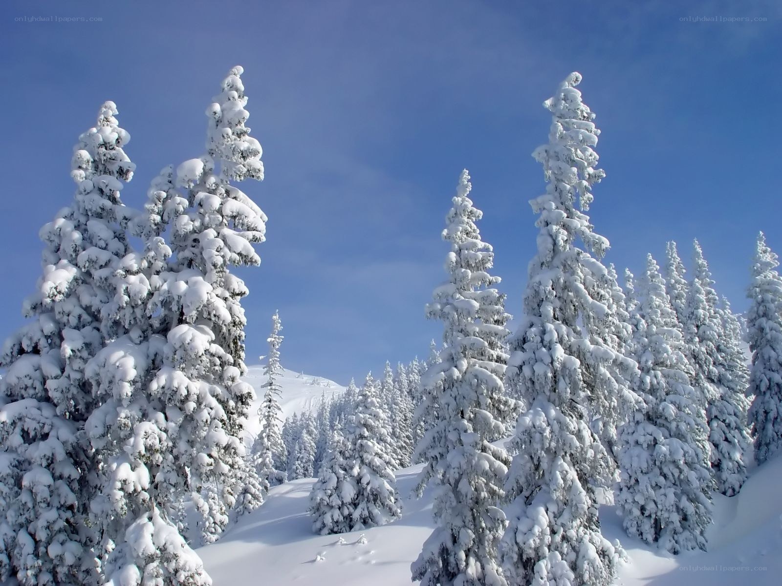 Snow-covered trees in winter