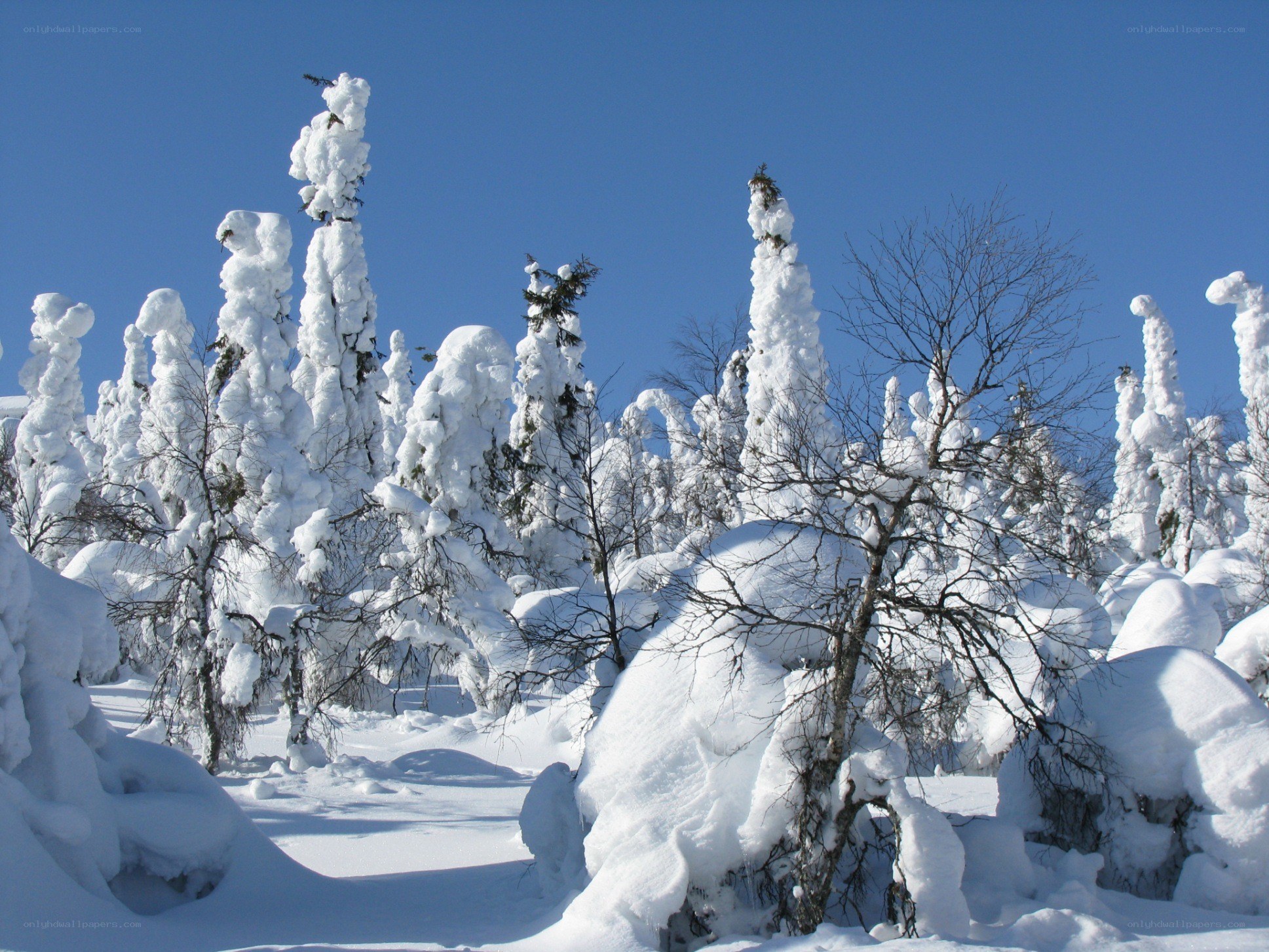 Snow-covered trees in winter