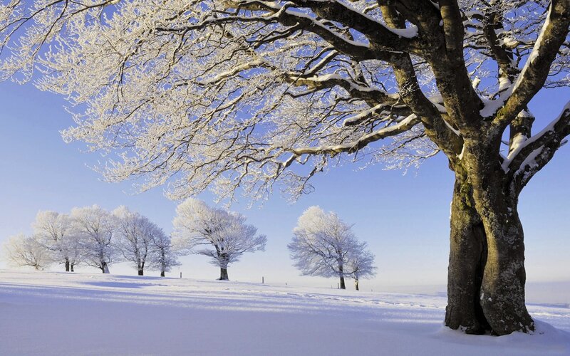 Snow-covered trees in winter
