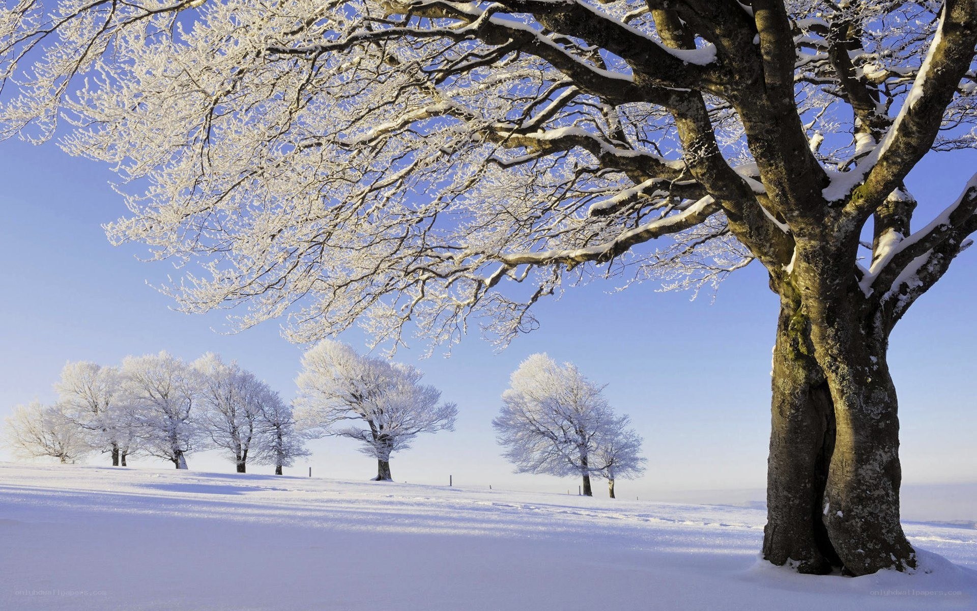 Snow-covered trees in winter