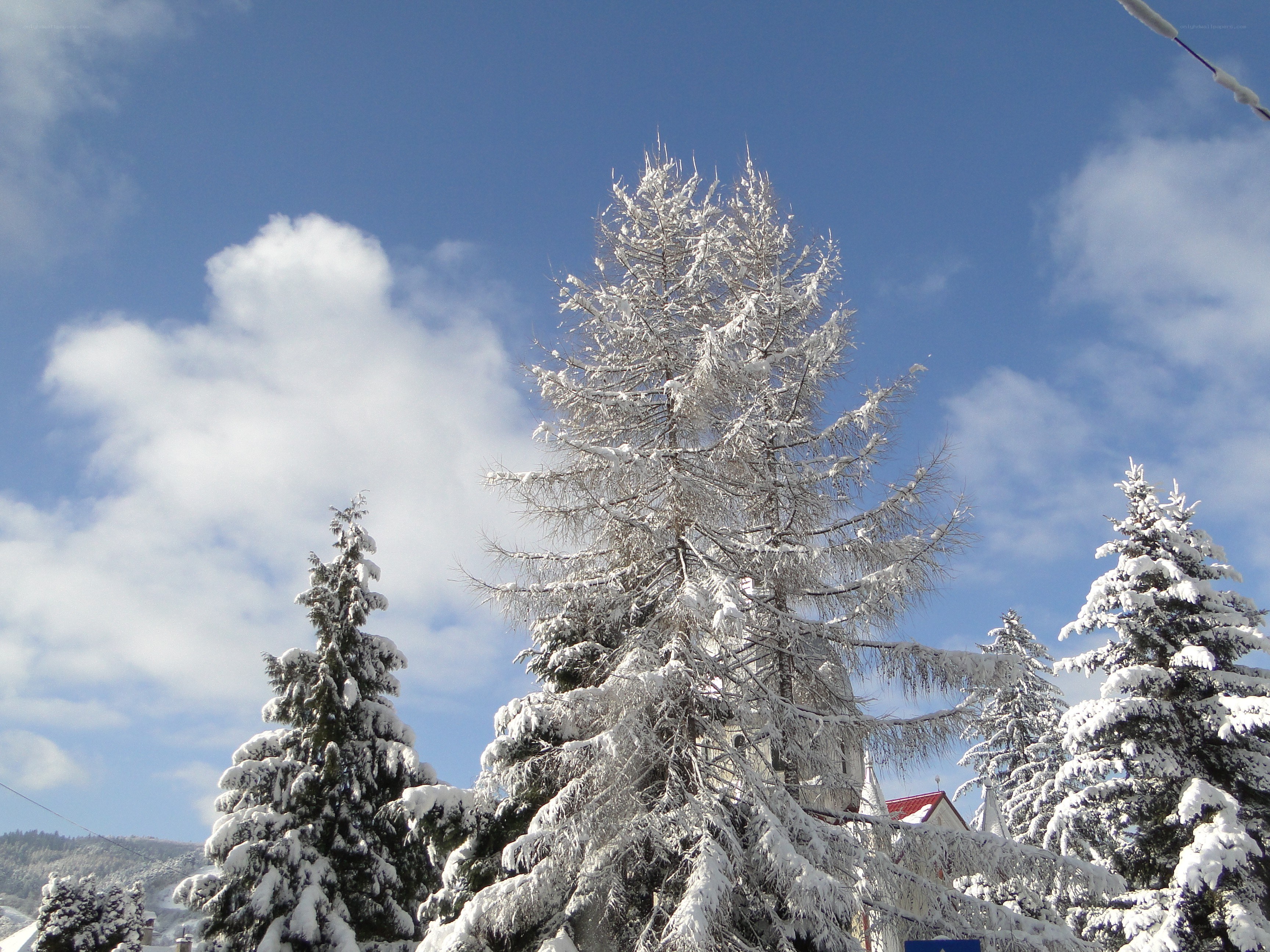Snow-covered trees in winter