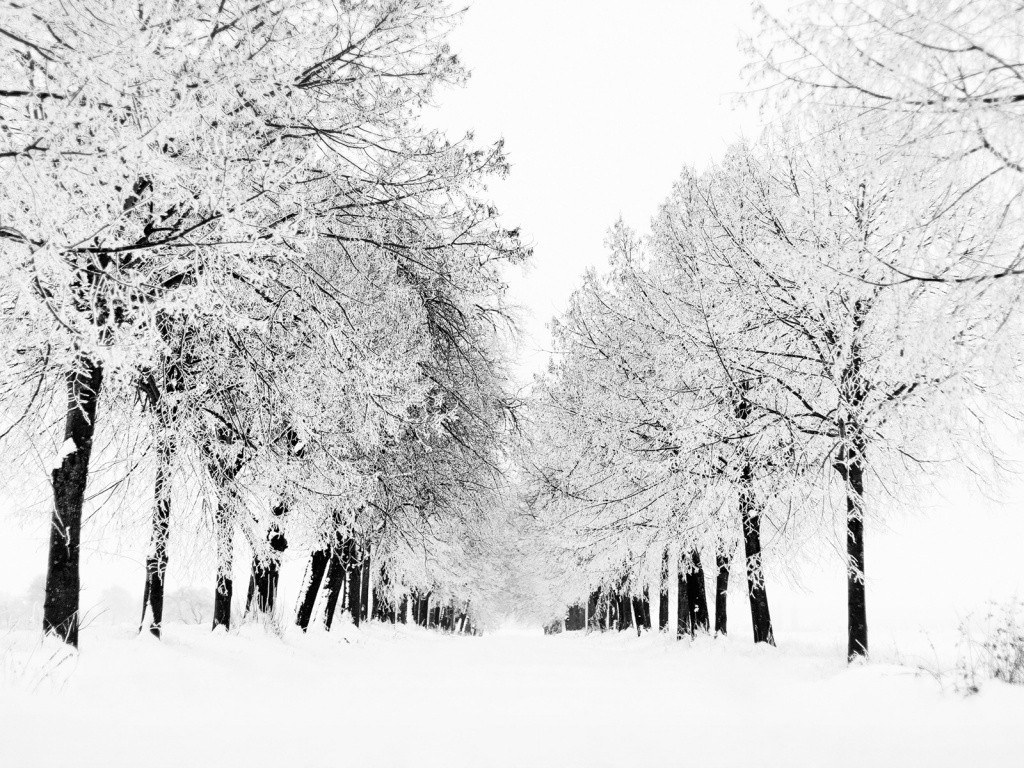 snow-covered trees in winter