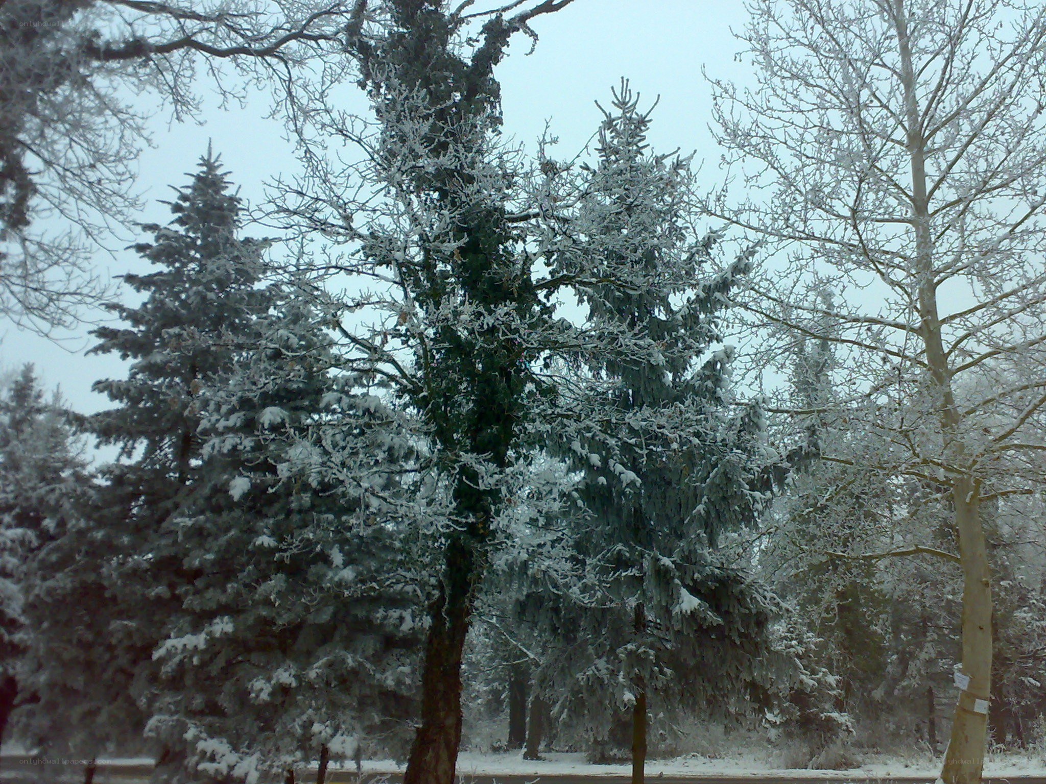 snow-covered trees in winter