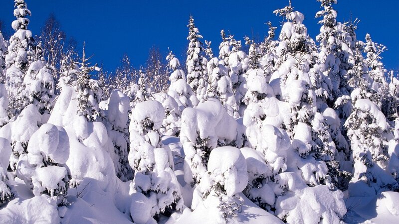 Snow-covered trees in winter