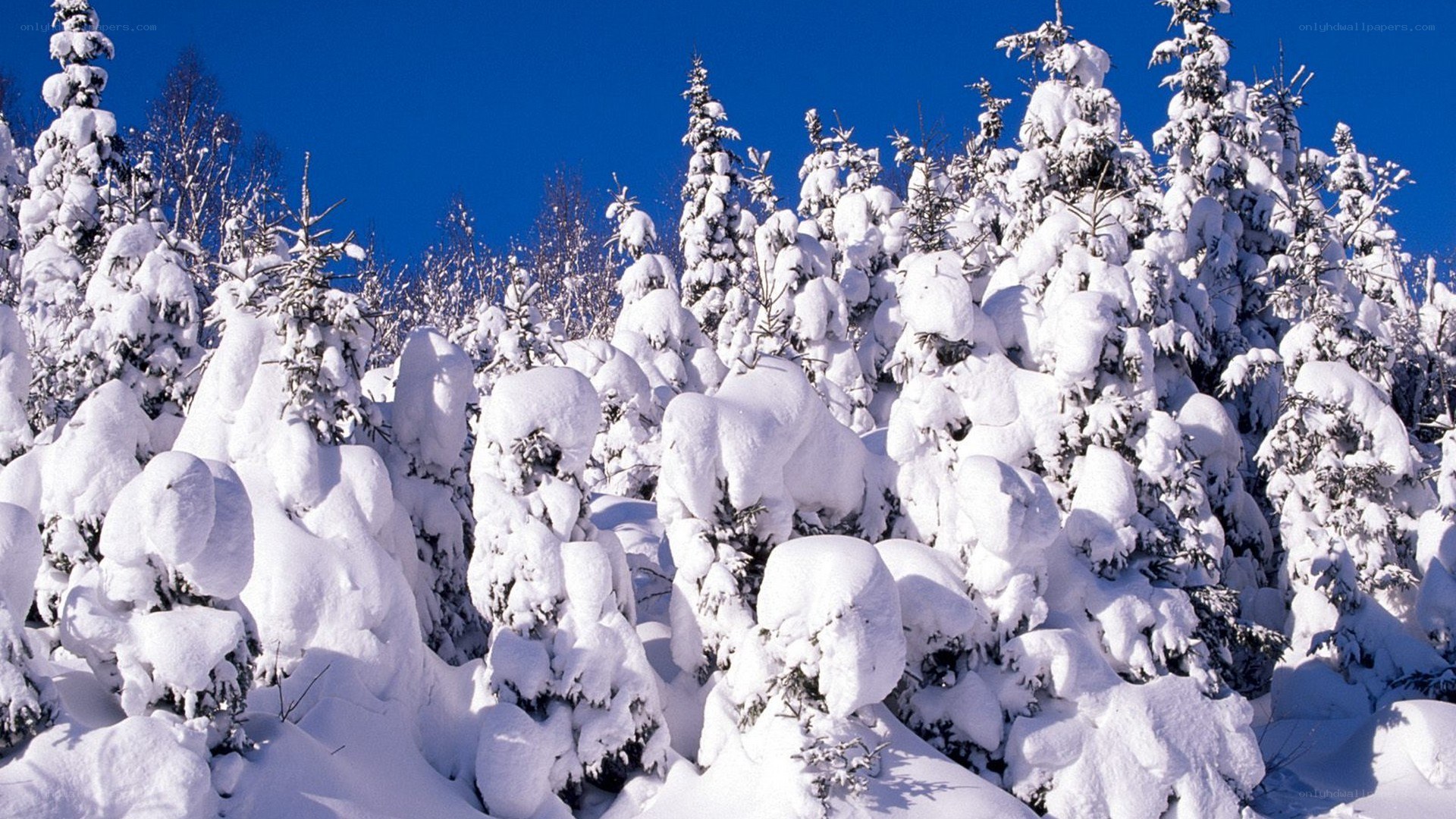 Snow-covered trees in winter