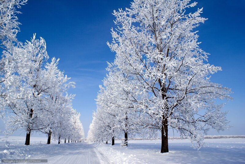 Snow-covered trees in winter