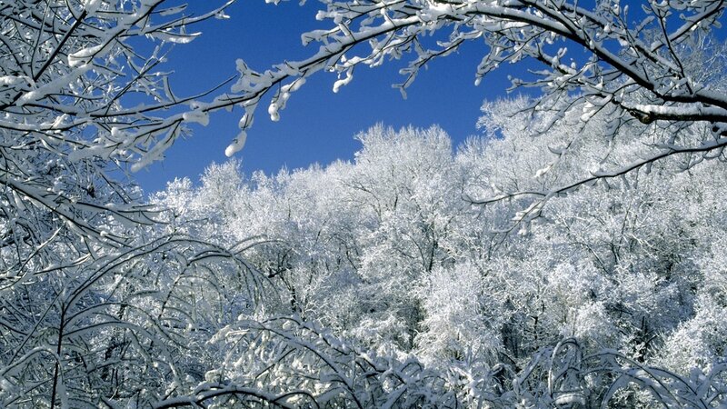snow-covered trees in winter